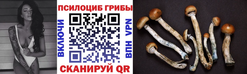 omg вход  Краснознаменск  Галлюциногенные грибы прущие грибы  купить закладку 